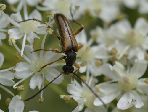 Réf. 206 353 : Alosterna tabacicolor